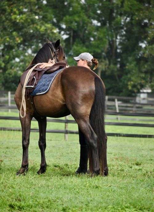 arena-friesian-horse