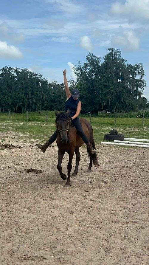 arena-work-friesian-horse