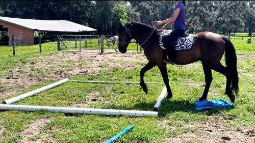 barefoot-friesian-horse