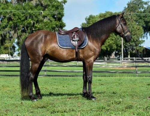 baroque-friesian-horse