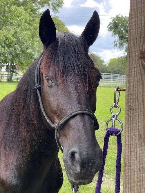 beginner-safe-friesian-horse