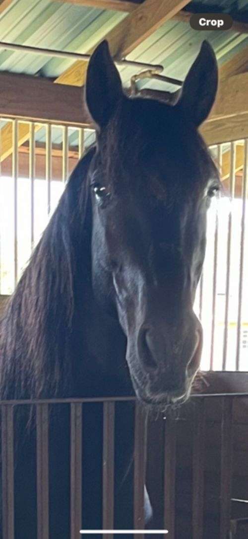 bridle-friesian-horse