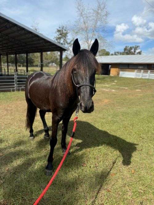 bitless-friesian-horse