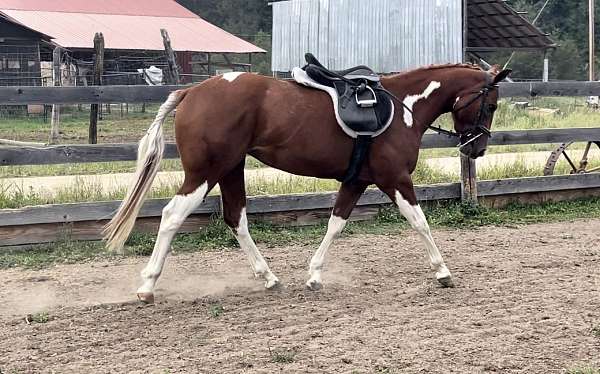 tobiano-western-dressage-horse