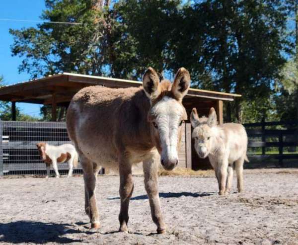 trained-donkey-miniature-donkey