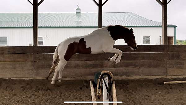 halter-draft-warmblood-horse