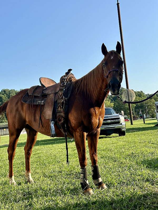 all-around-quarter-horse