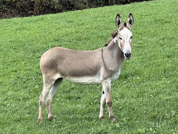 cross-spots-on-neck-horse