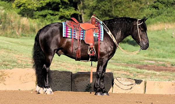 beginner-draft-horse