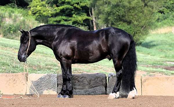 cross-draft-horse