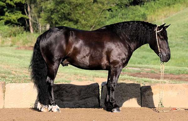 draft-horse