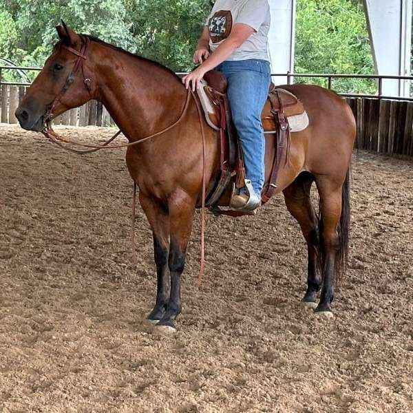 pretty-bay-gelding-quarter-pony