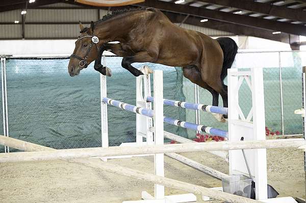 athletic-dutch-warmblood-horse