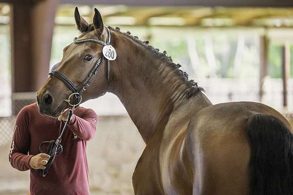 health-dutch-warmblood-horse