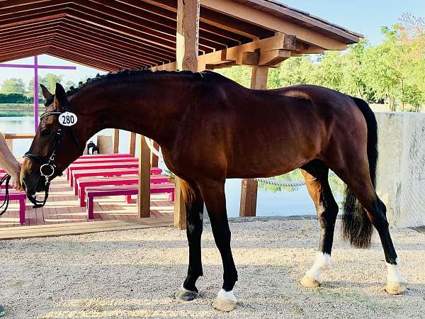 athletic-dutch-warmblood-horse