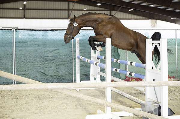 jumper-stallion-dutch-warmblood-horse