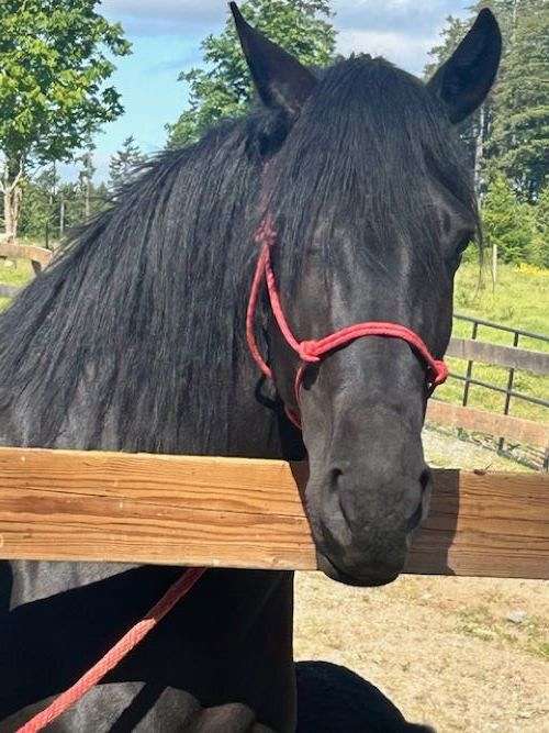 green-broke-canadian-horse