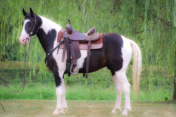 all-around-spotted-saddle-horse