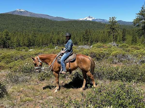 endangered-horse