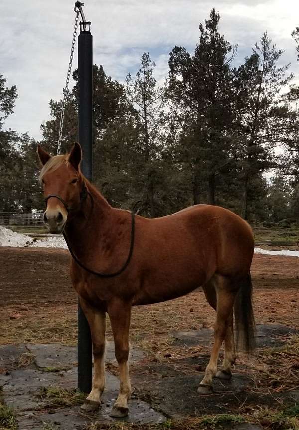 chestnut-4-white-feet-horse