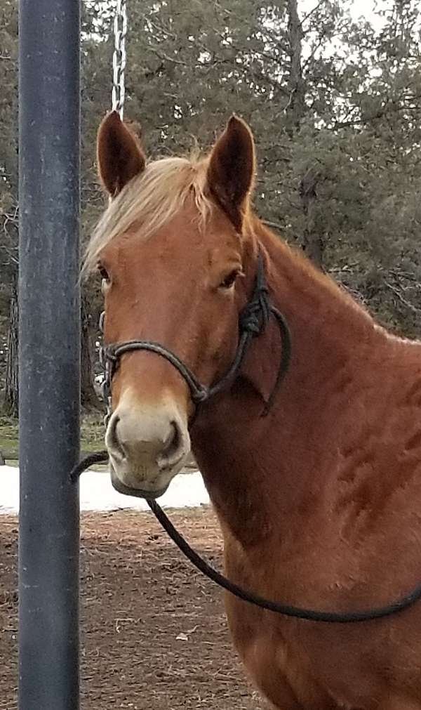 4-white-feet-horse