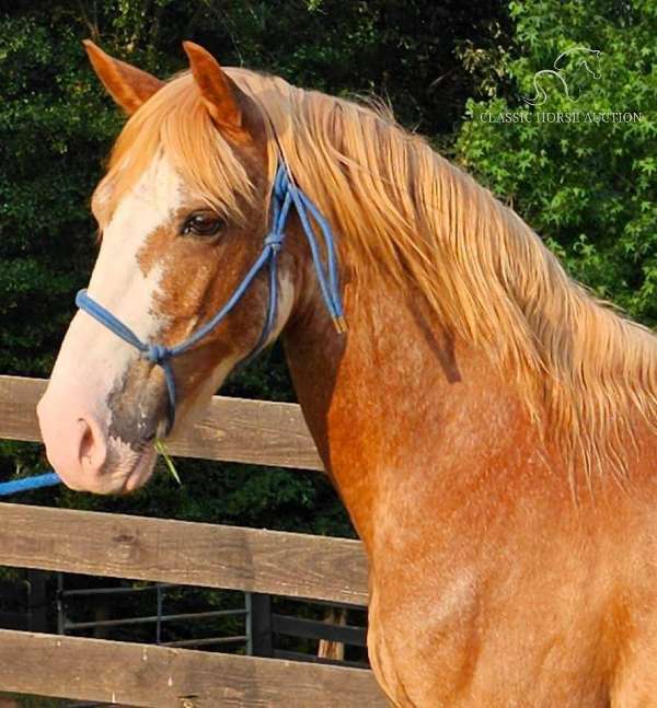 gaited-ranch-kentucky-mountain-horse