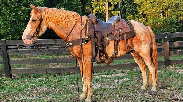 kentucky-mountain-gelding