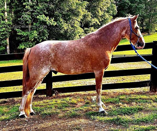 kentucky-mountain-horse-for-sale