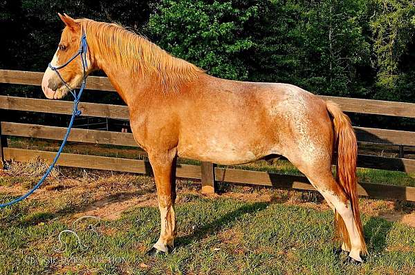 kentucky-mountain-horse