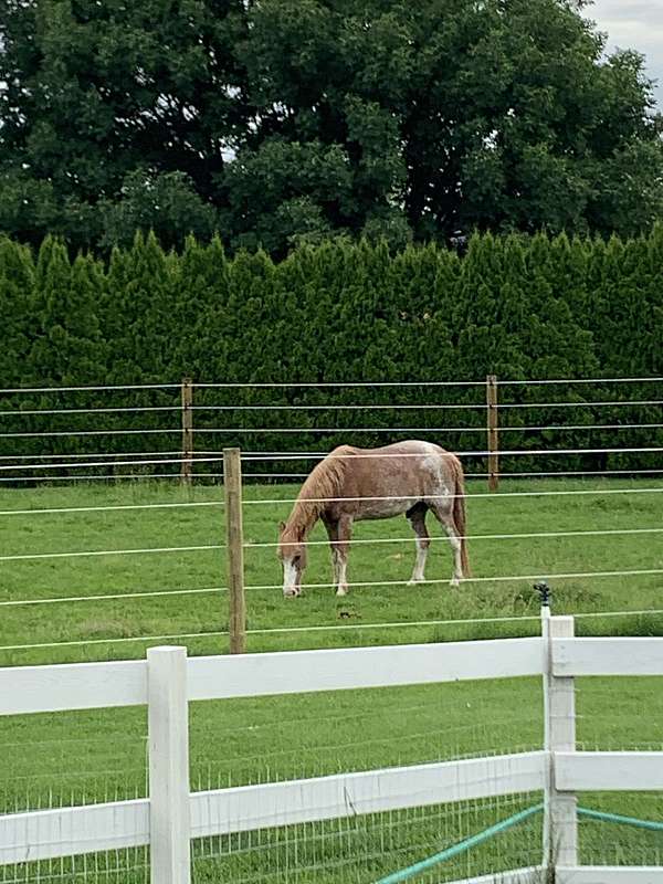 gaited-ranch-horse