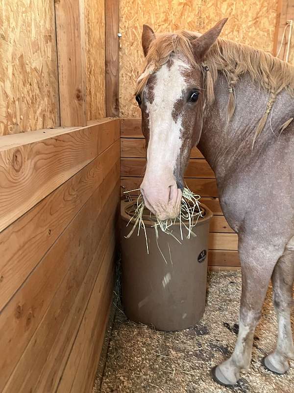 gaited-ranch