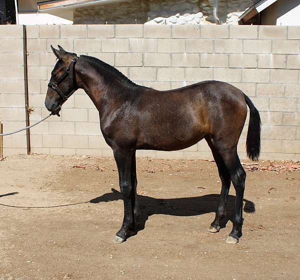 filly-andalusian-horse