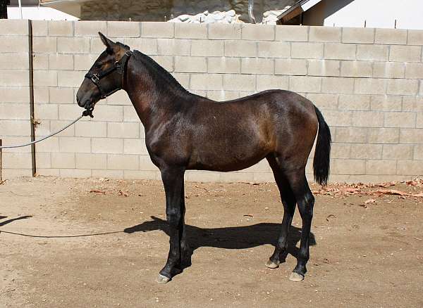 all-around-andalusian-horse