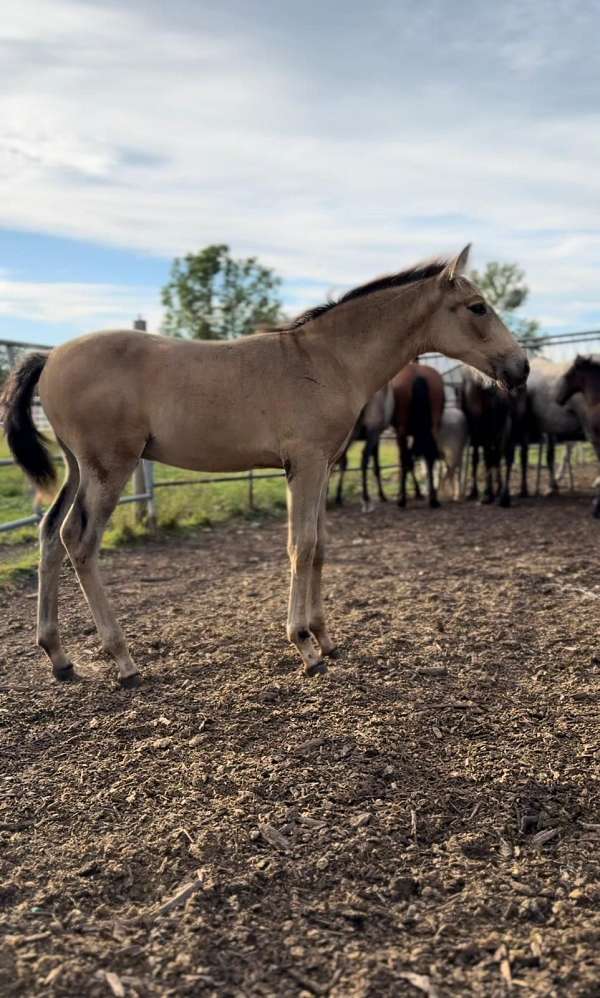 dun-andalusian-pony