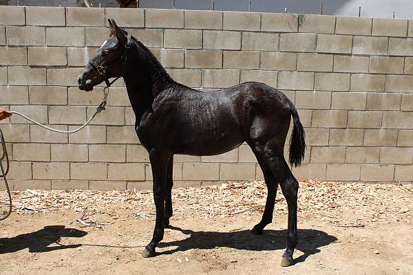 filly-andalusian-horse