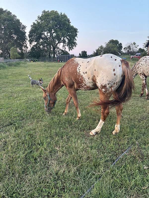 two-back-boots-horse