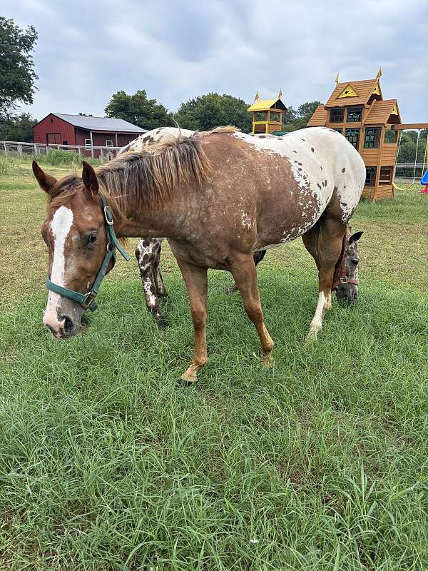 chestnut-forehead-horse