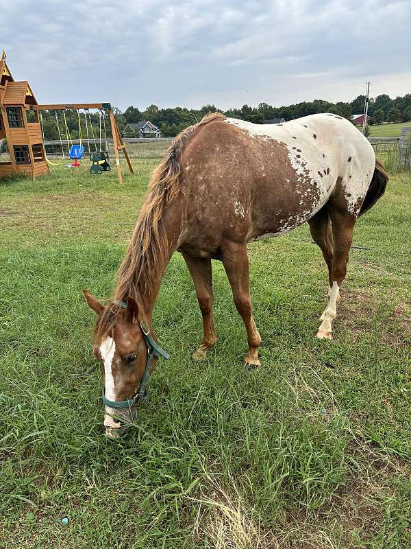 chestnut-two-back-boots-horse