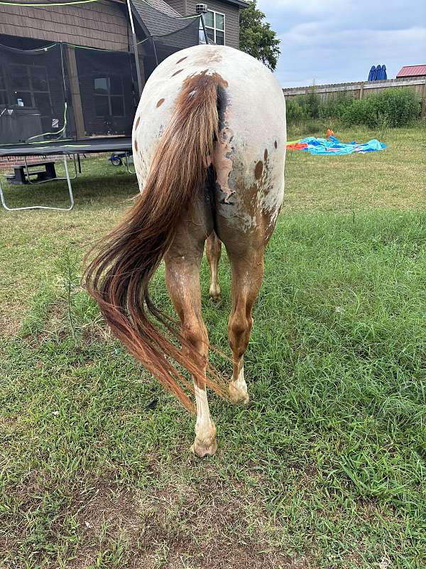 agility-appaloosa-horse