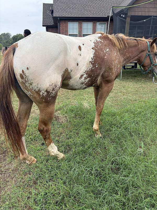 famous-appaloosa-horse