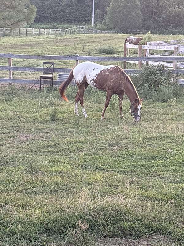 jess-appaloosa-horse