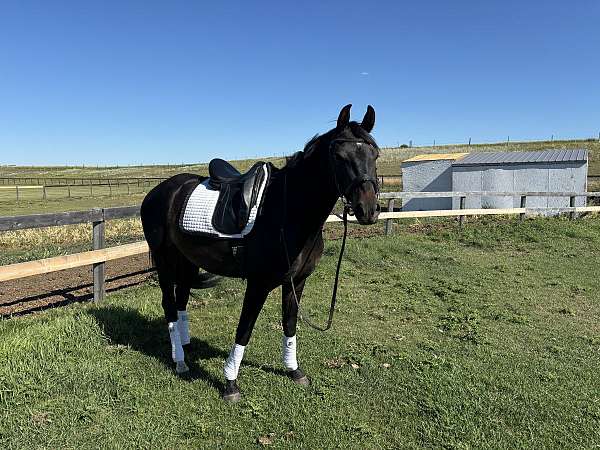 one-star-hind-sock-horse