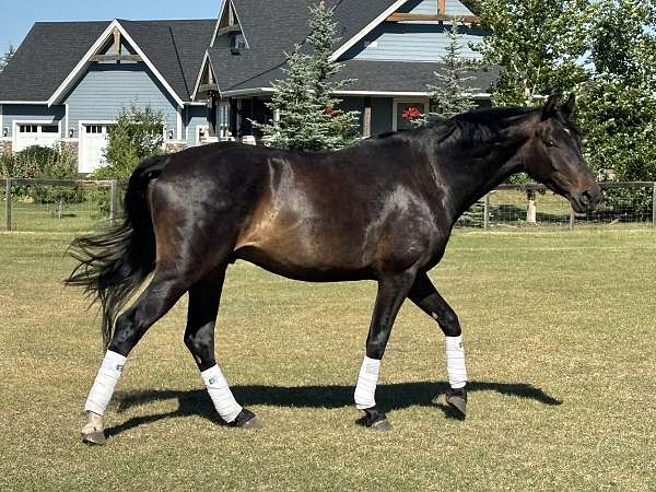 bay-one-star-hind-sock-horse