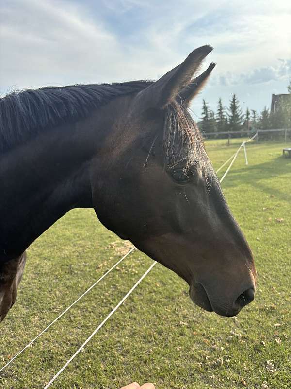 dressage-dutch-warmblood-horse