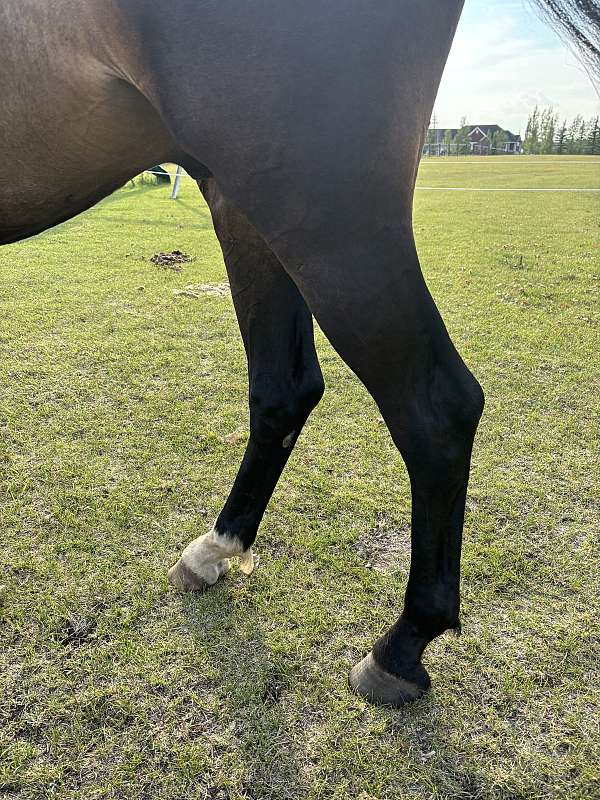 jumper-dutch-warmblood-horse