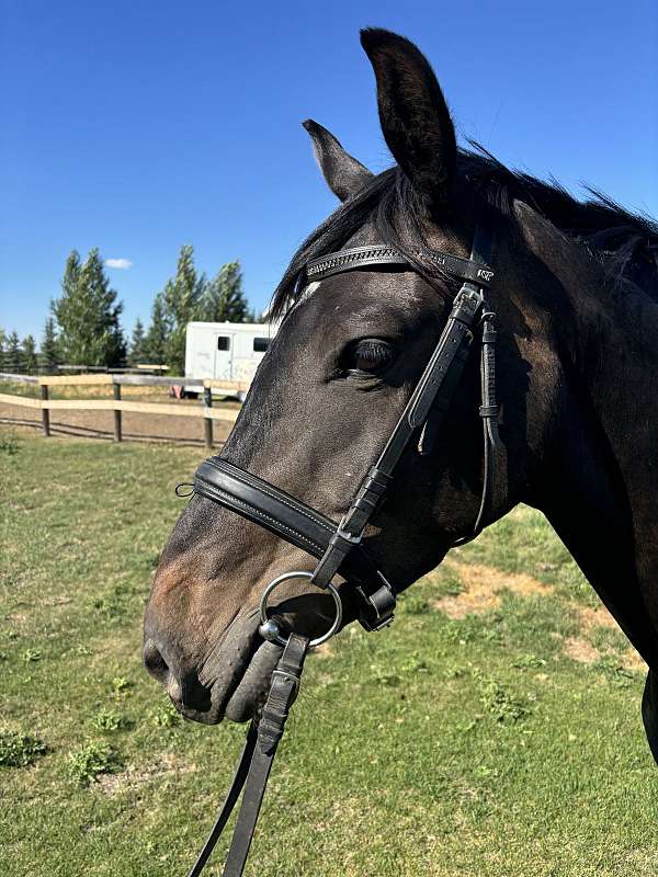 jumping-dutch-warmblood-horse