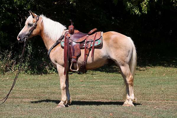 all-around-haflinger-horse