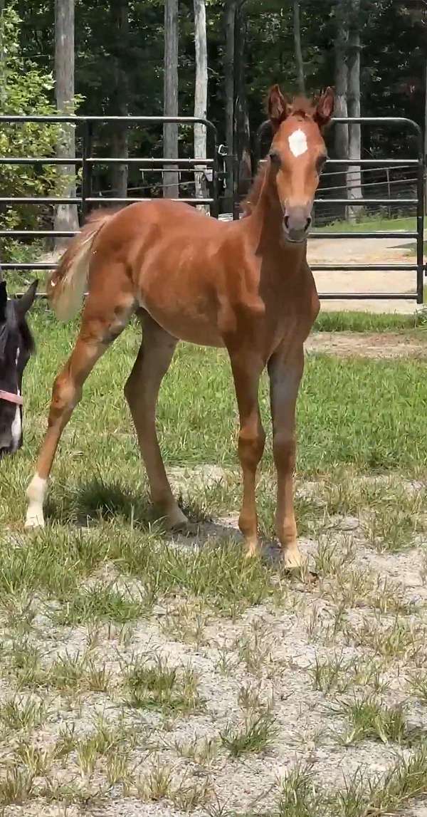 chestnut-racking-filly