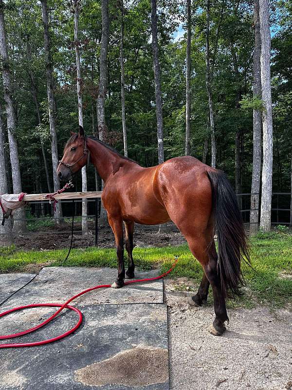 flashy-project-friesian-horse