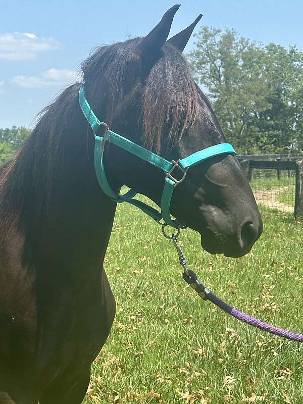 breeding-rocky-mountain-horse